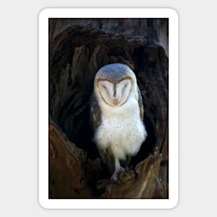 Sleeping Barn Owl Sticker